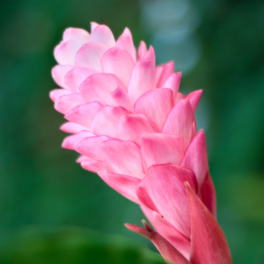 Pink Ginger Flowers