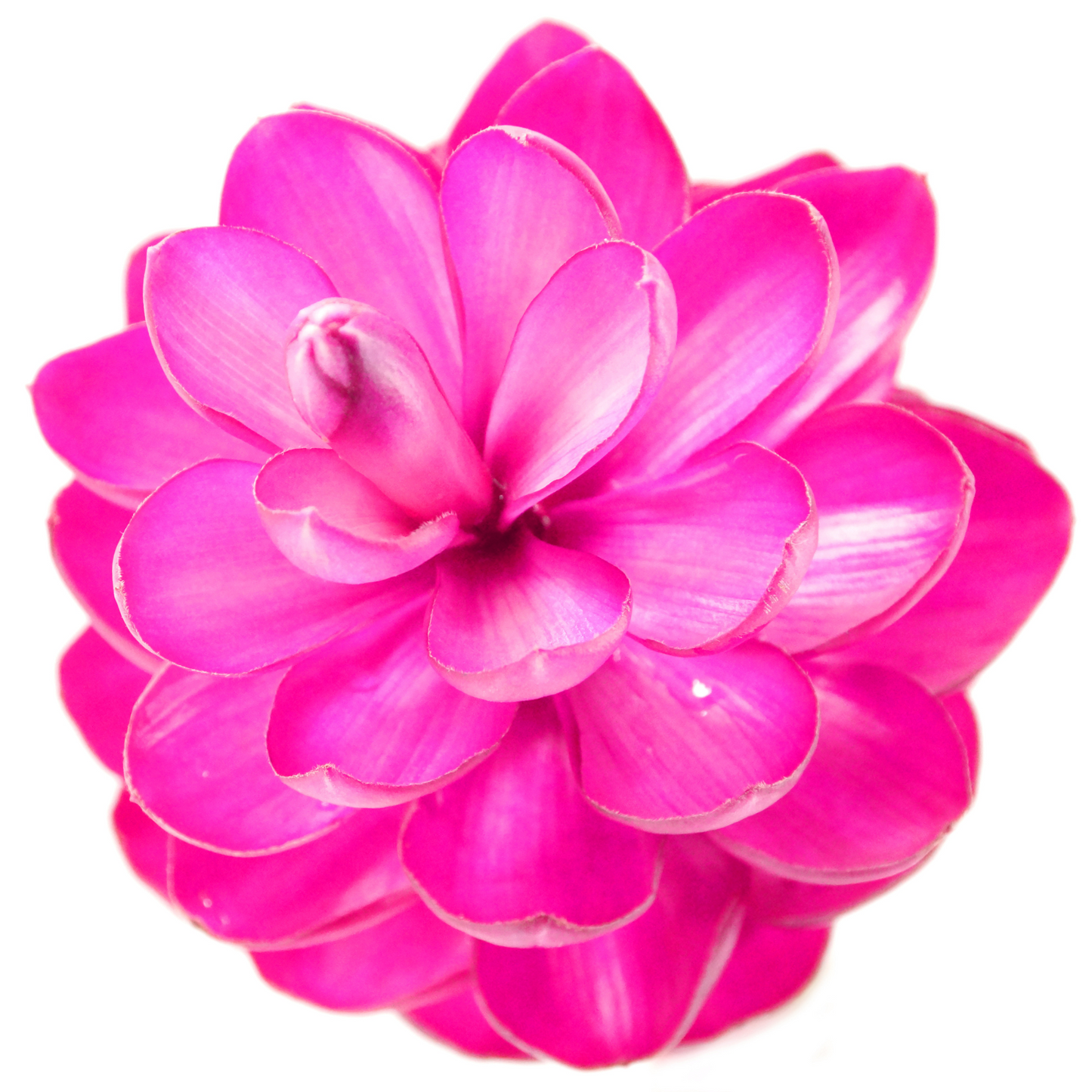 Pink Ginger Flowers