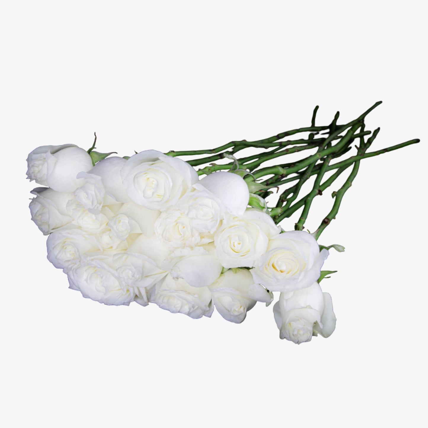 White Polar Star Hybrid Tea Roses