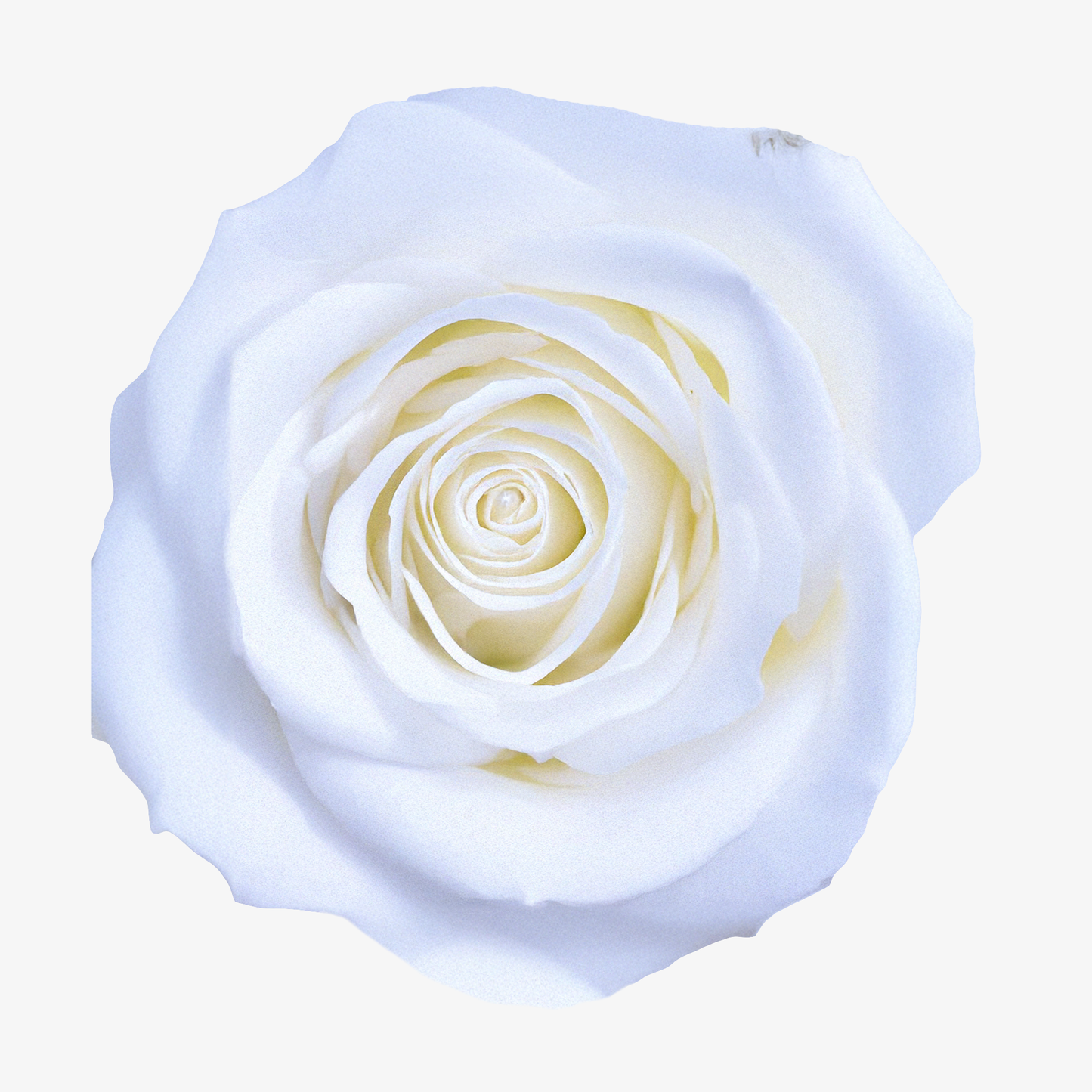 White Polar Star Hybrid Tea Roses