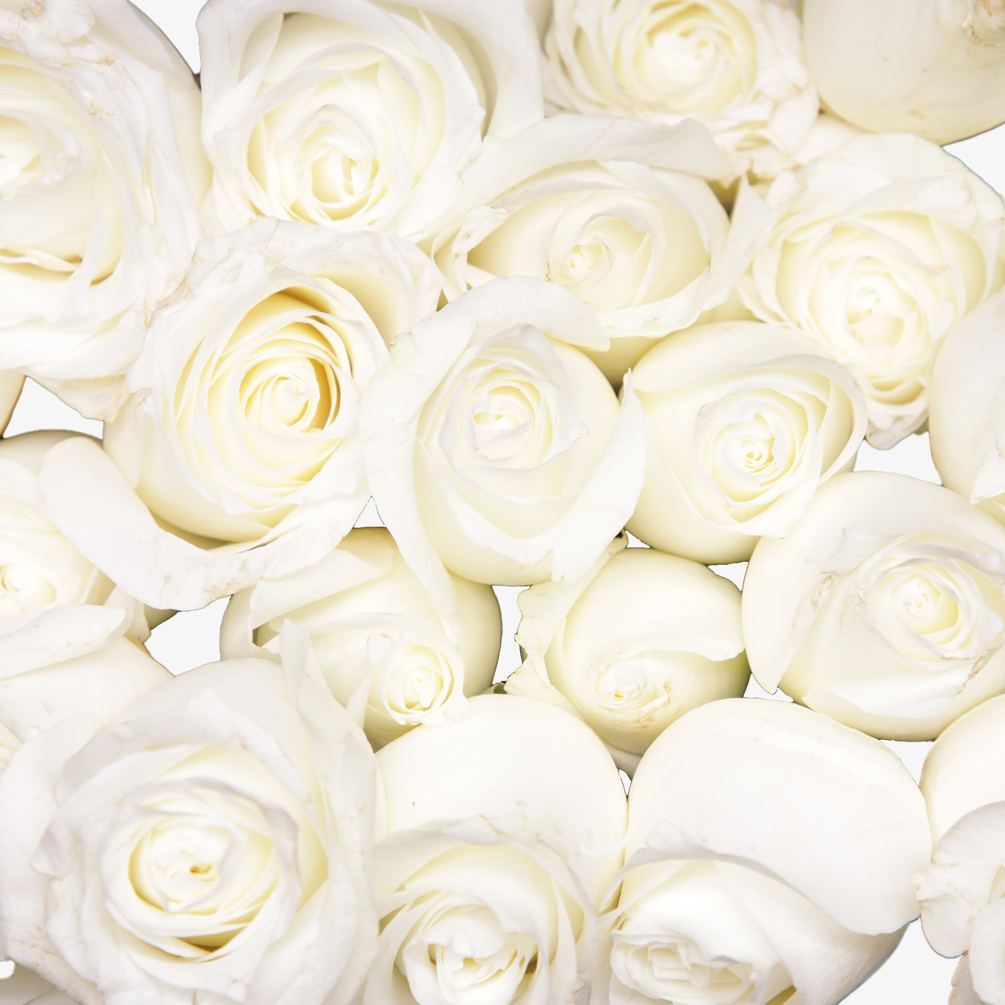 White Polar Star Hybrid Tea Roses