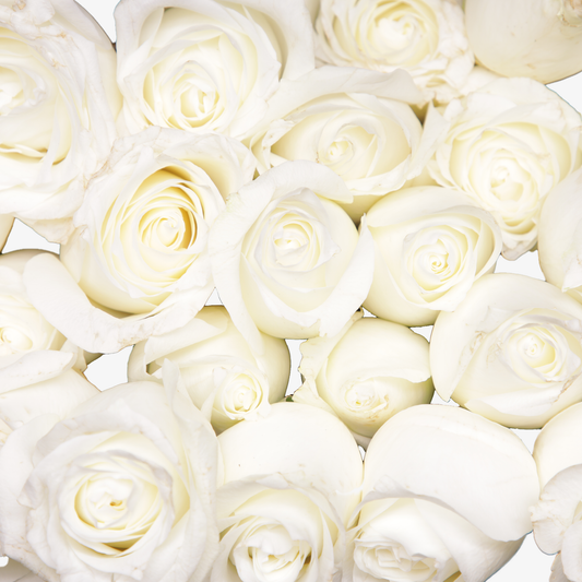 White Polar Star Hybrid Tea Roses