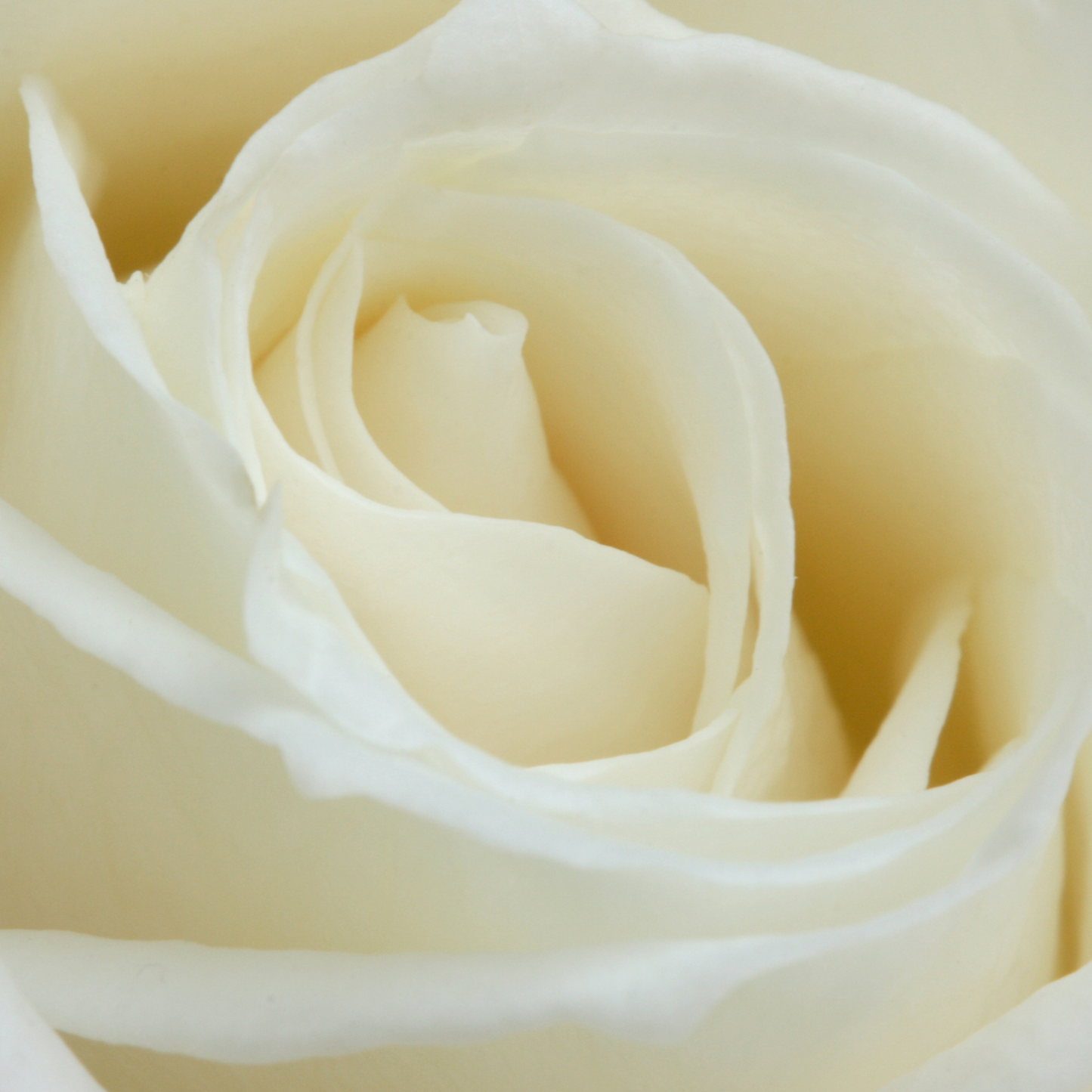 Proud Hybrid Tea Roses White