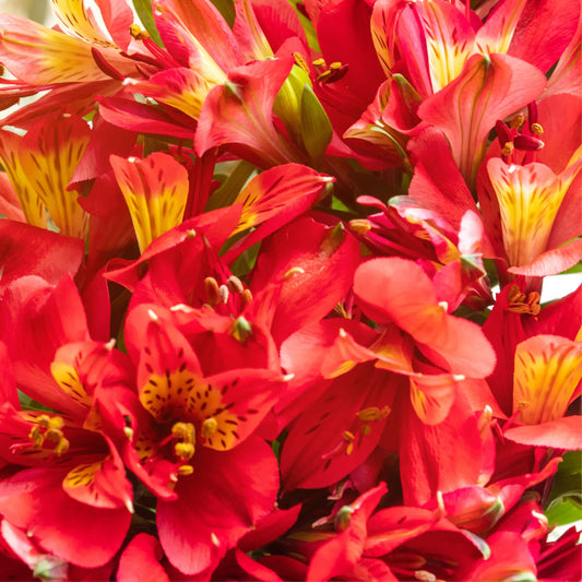 Red Alstroemeria