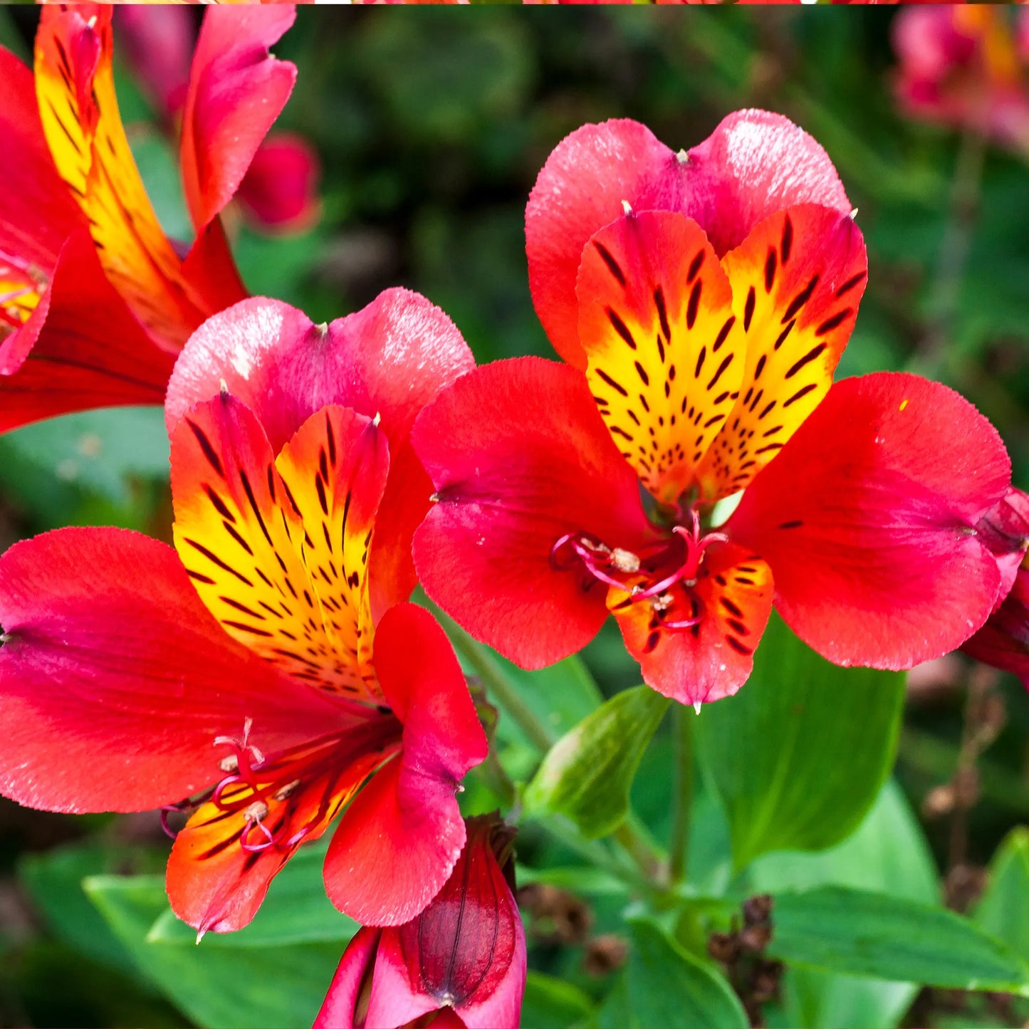 Red Alstroemeria