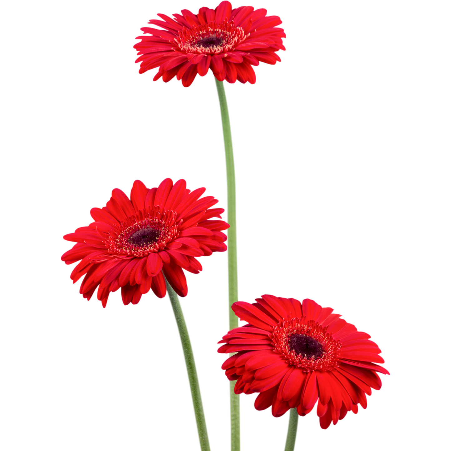 Red Gerbera Daisies