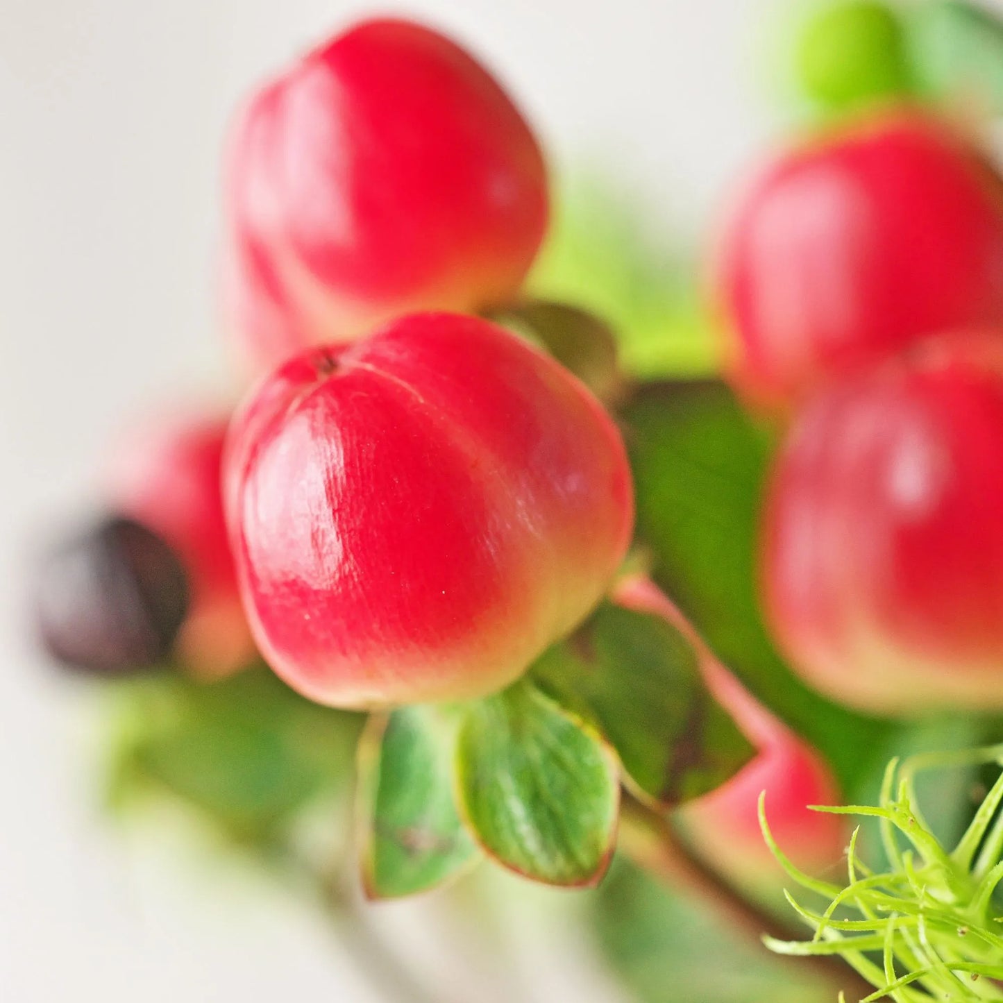 Red Hypericum Berries