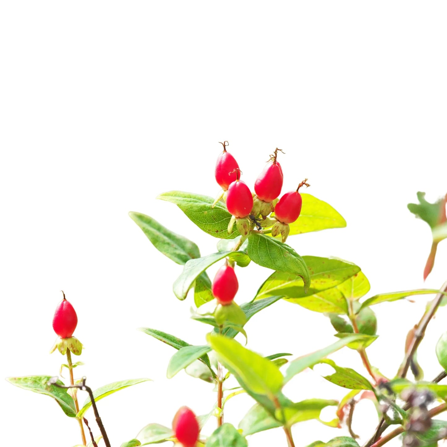 Red Hypericum Berries