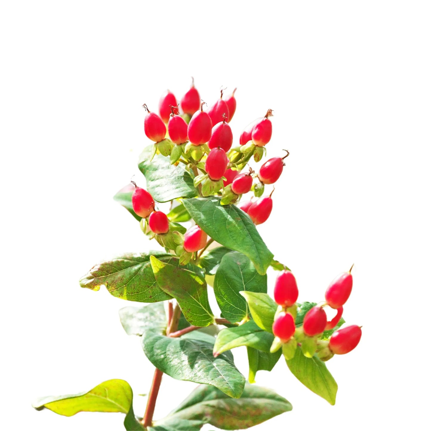 Red Hypericum Berries