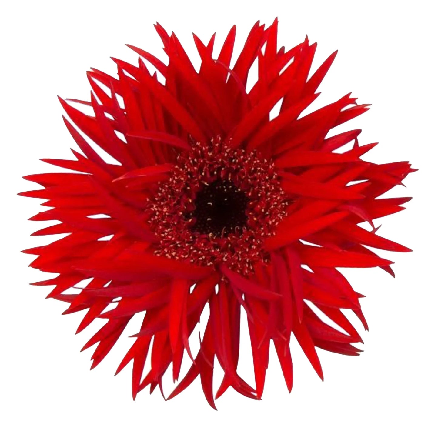 Red Gerbera Daisies