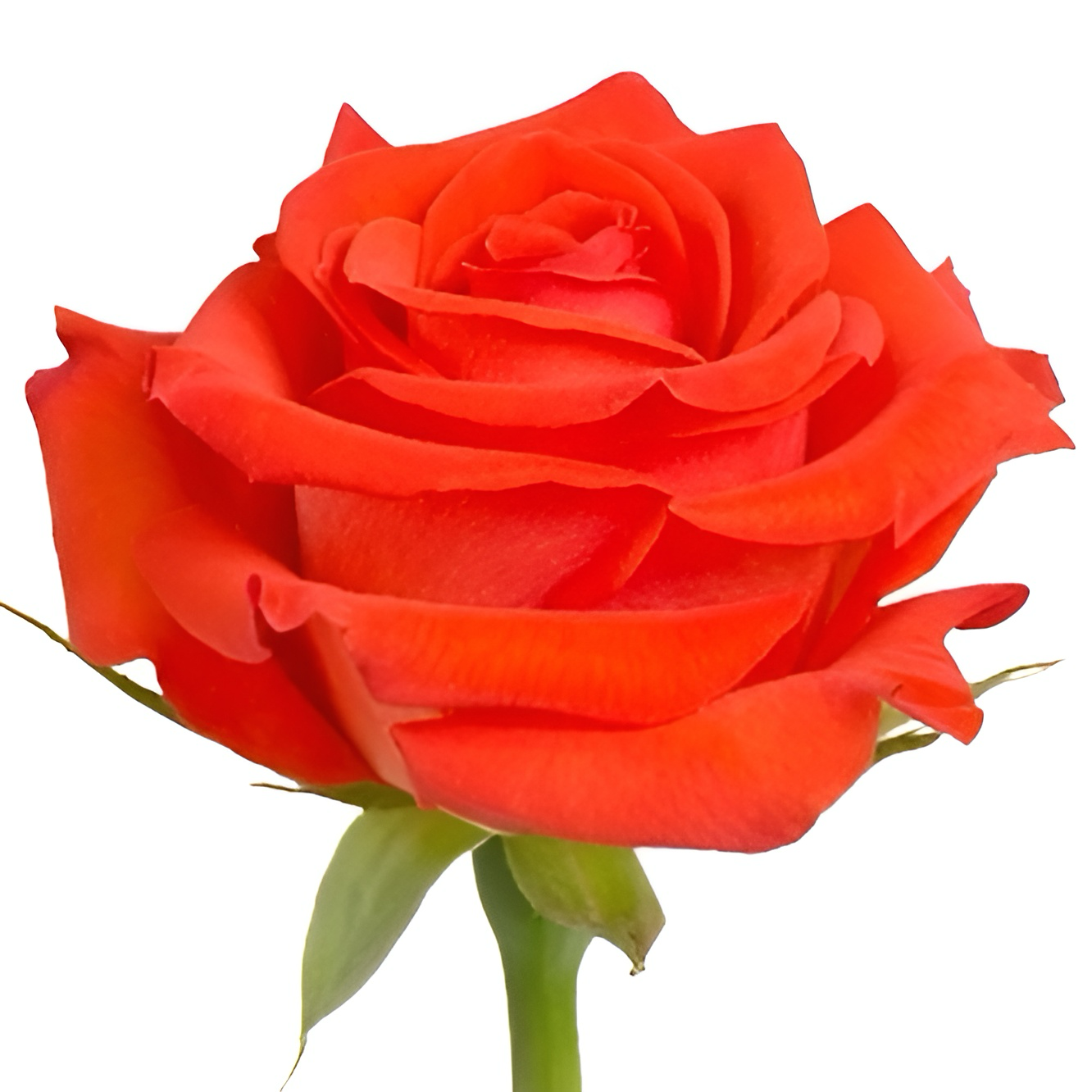 Dark Orange Santana Hybrid Tea Roses Bright