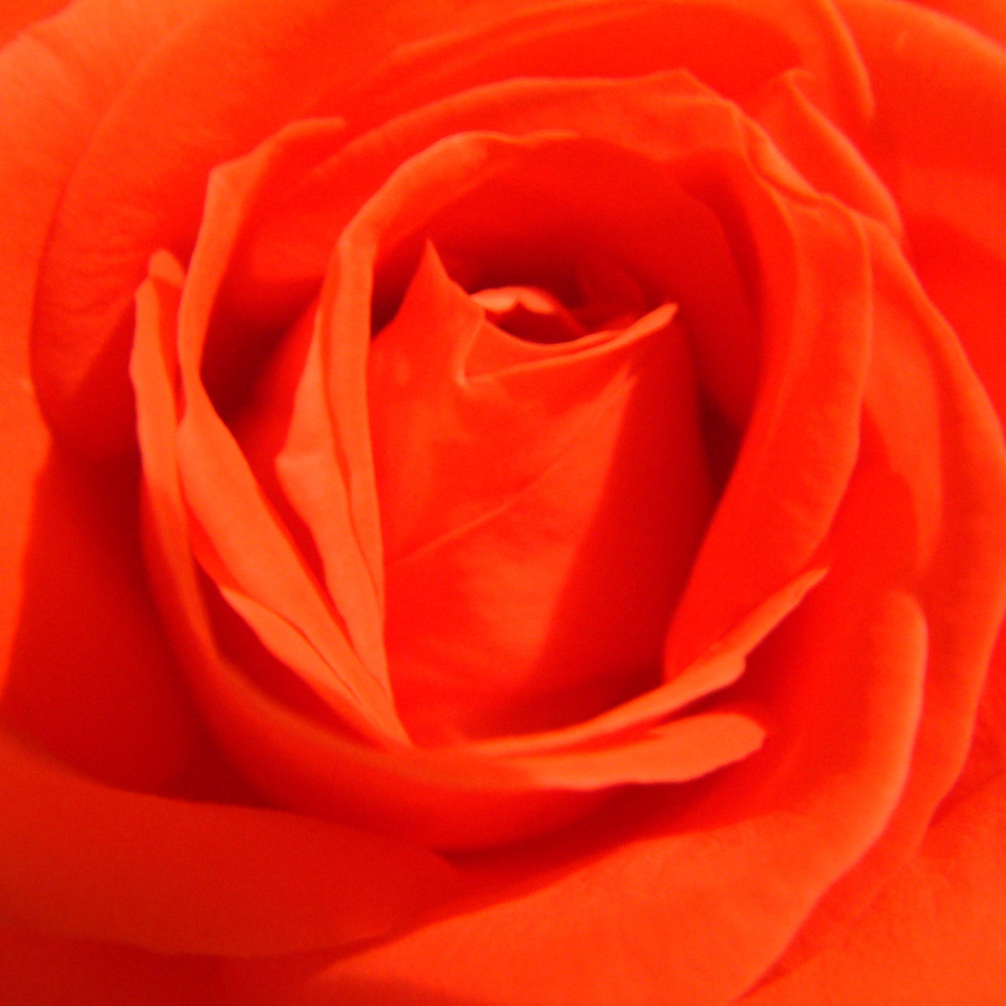 Dark Orange Santana Hybrid Tea Roses Bright