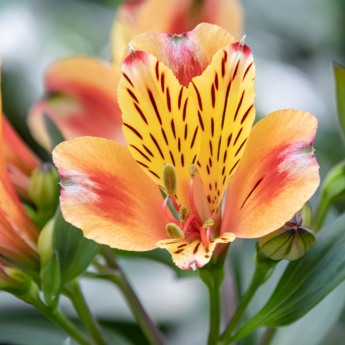 Shedron Alstroemeria