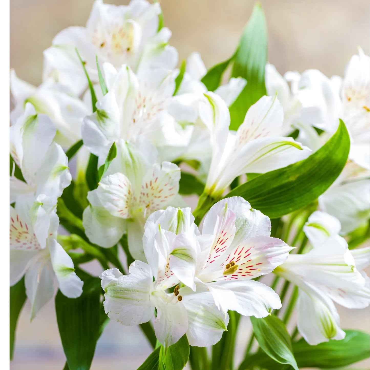 White Alstroemeria