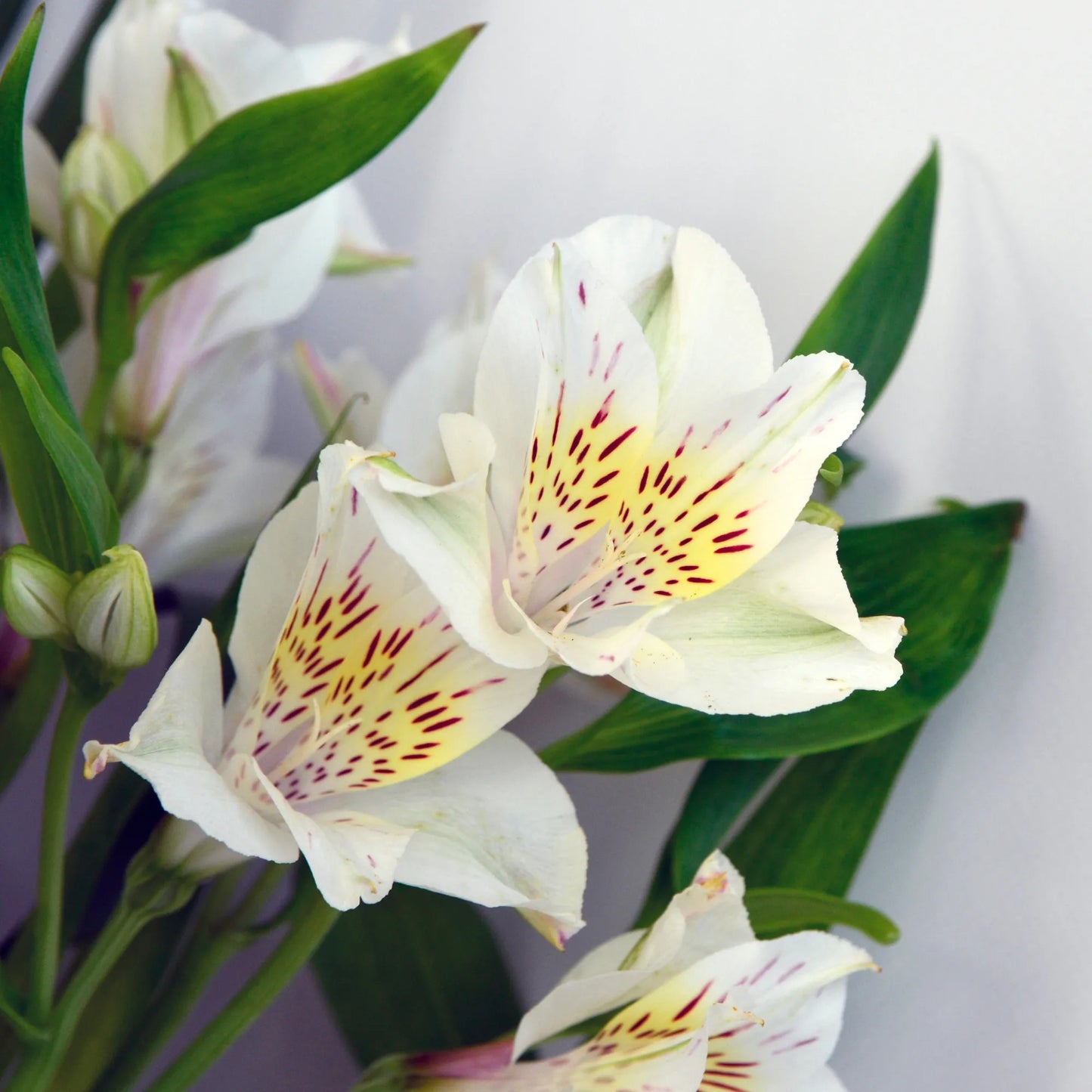 White Alstroemeria