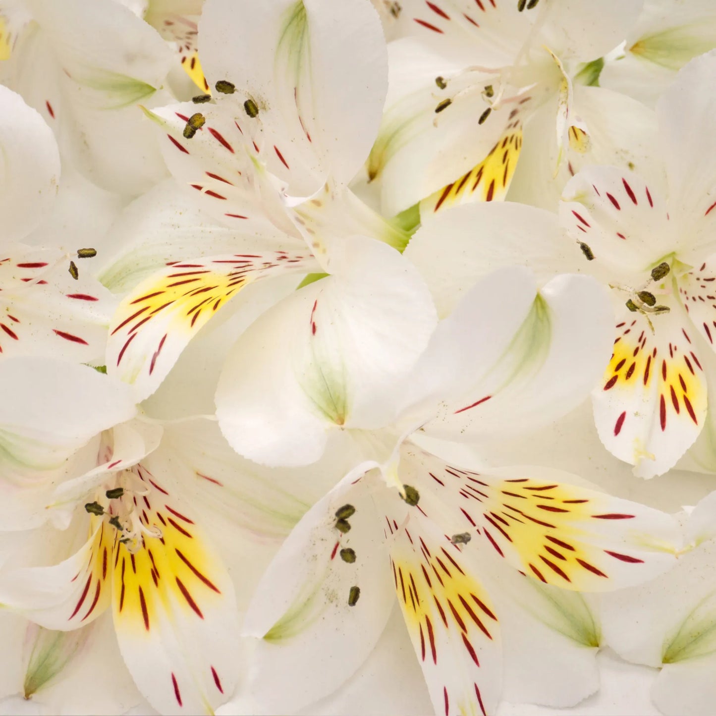 White Alstroemeria