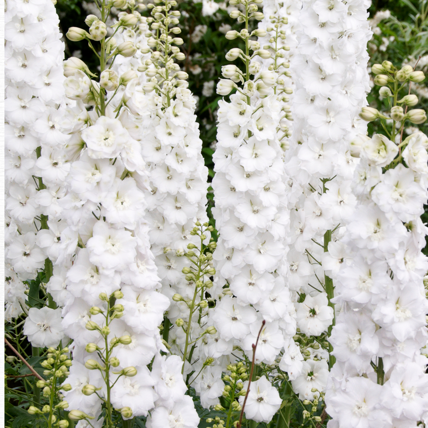 White Delphinium