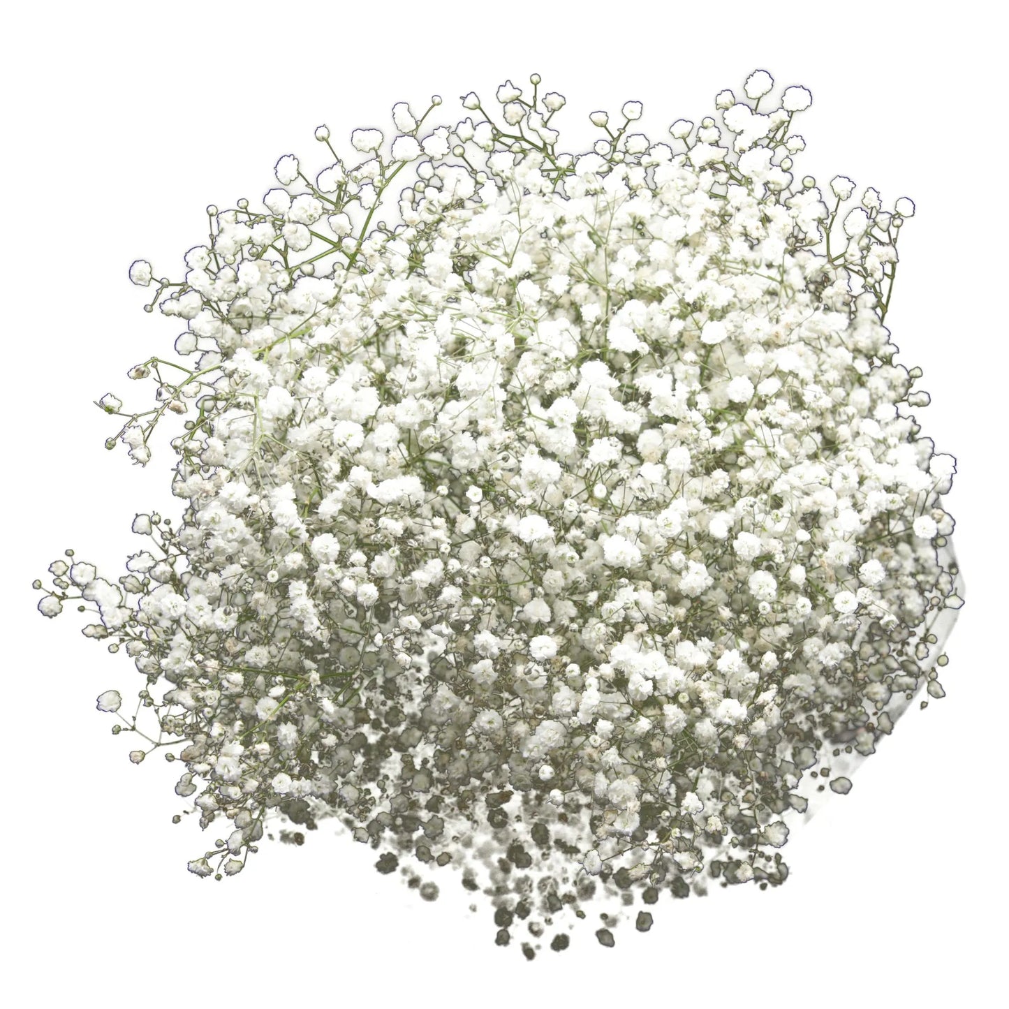 White Gypsophila (Baby's Breath)