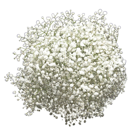 White Gypsophila (Baby's Breath)