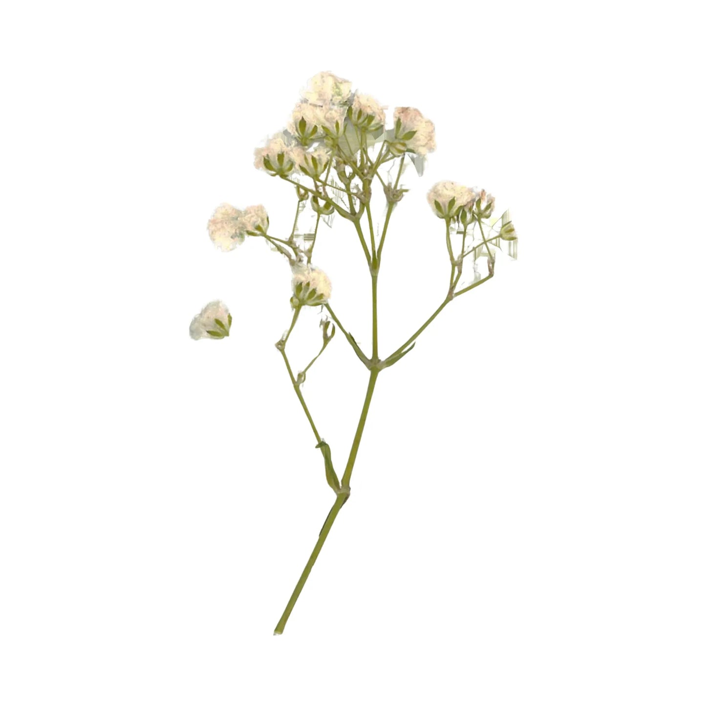 White Gypsophila (Baby's Breath)