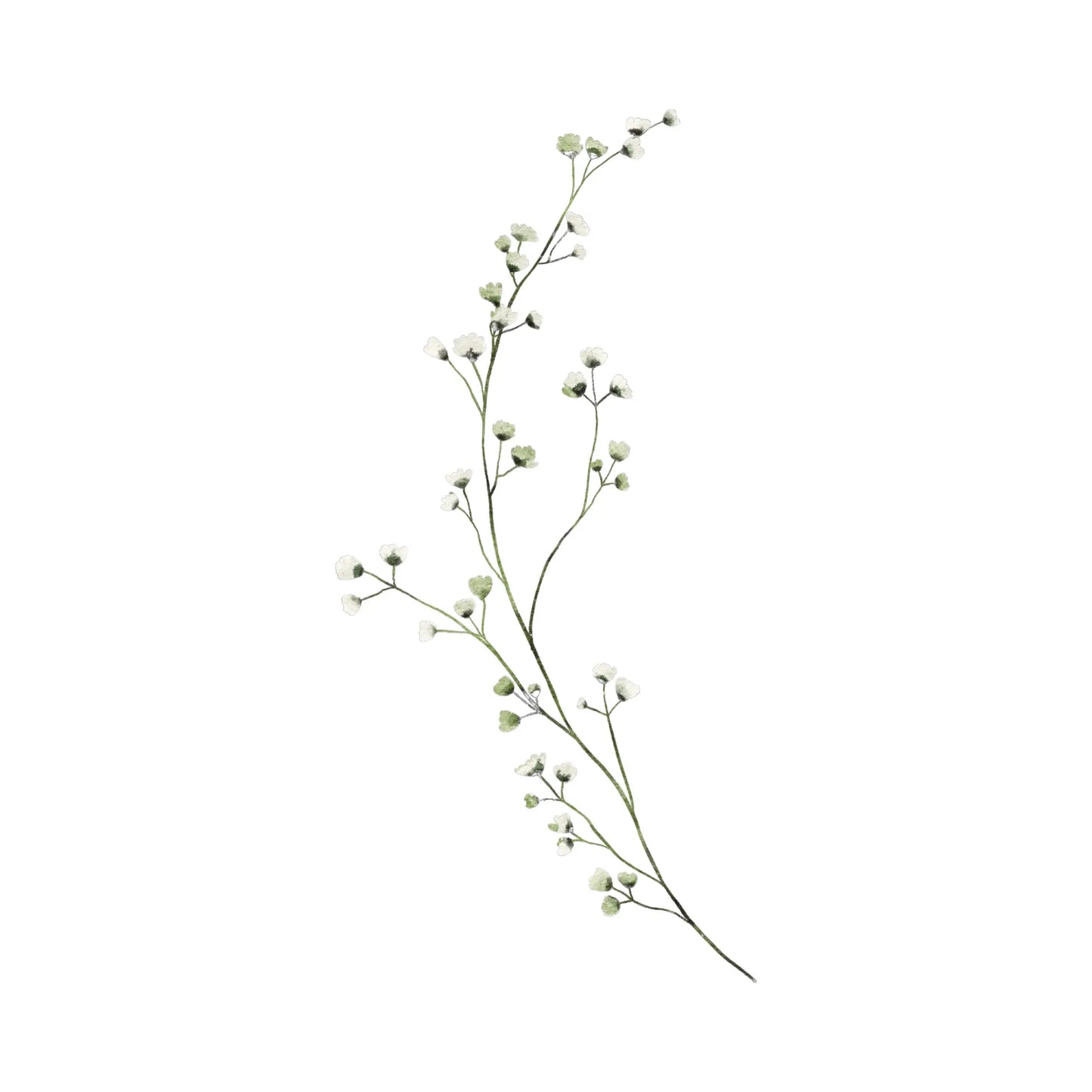 White Gypsophila (Baby's Breath)