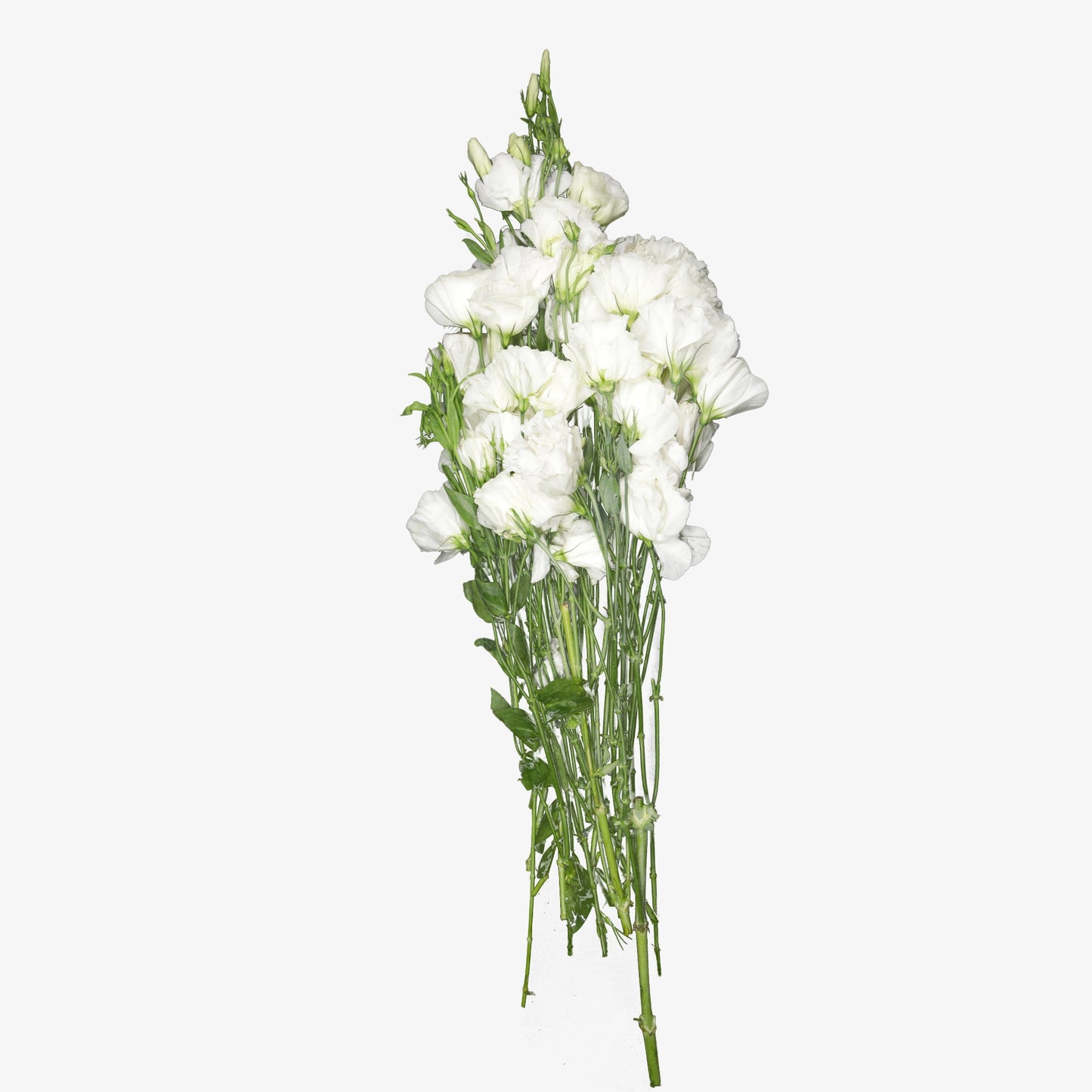 White Lisianthus