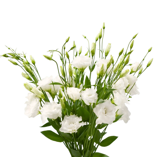 White Lisianthus