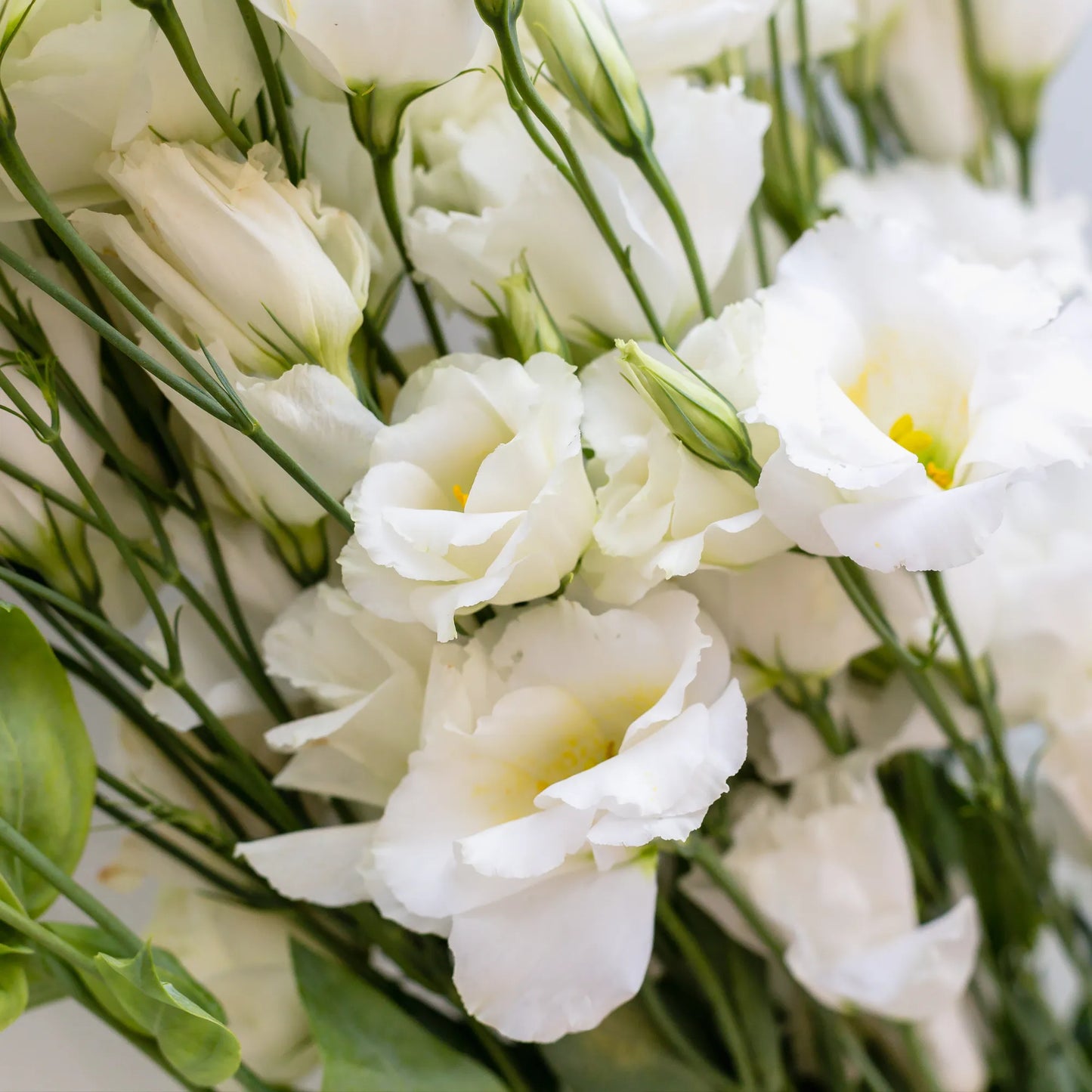 White Lisianthus