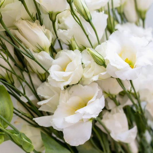 White Lisianthus