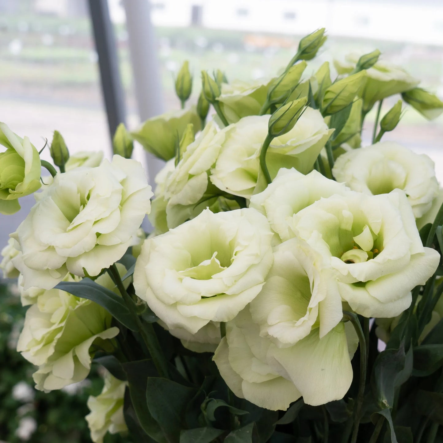 White Lisianthus