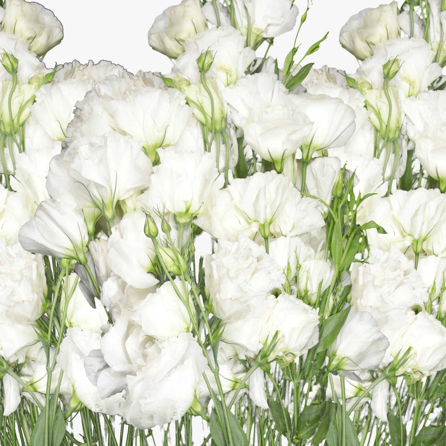 White Lisianthus