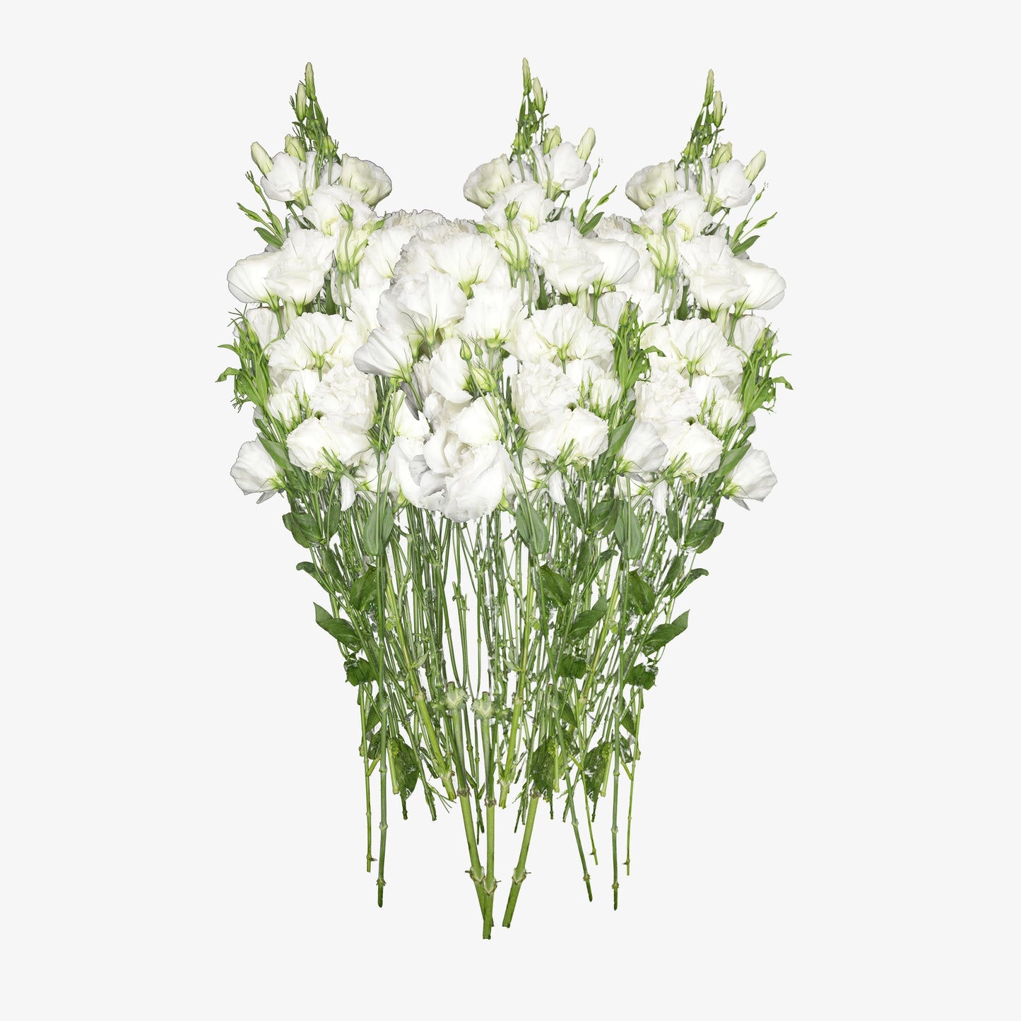 White Lisianthus