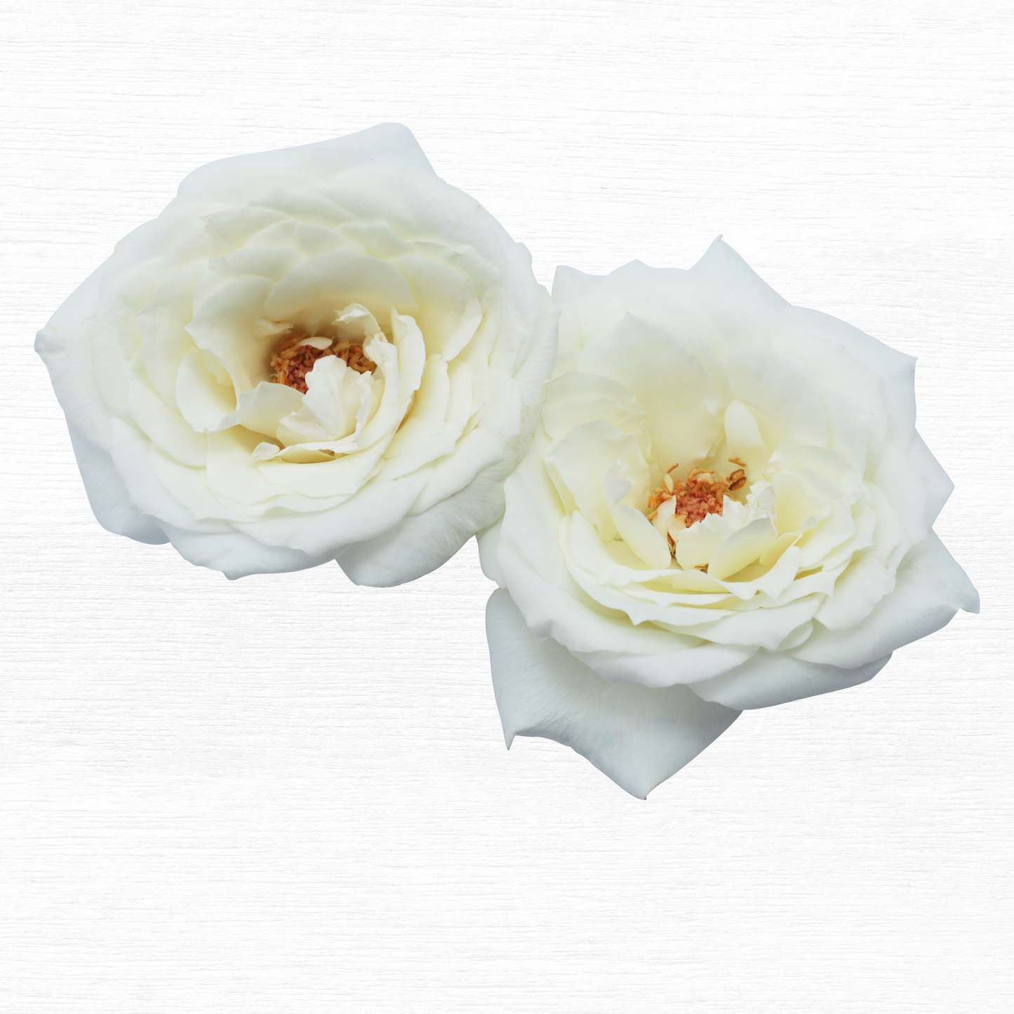 White O'hara Roses