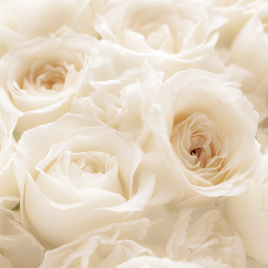 White O'hara Roses