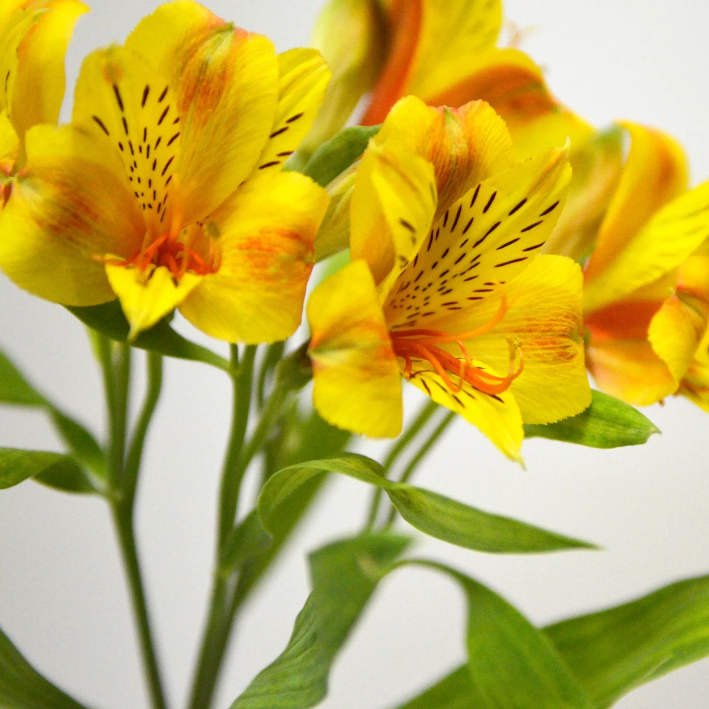 Yellow Alstroemeria