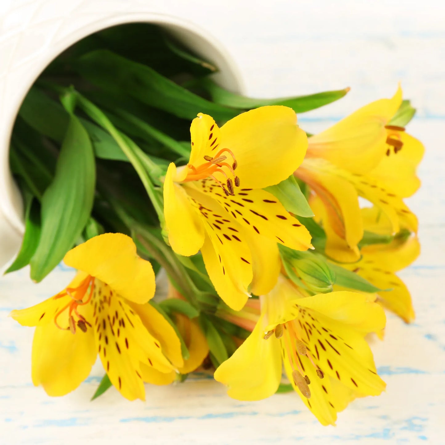 Yellow Alstroemeria