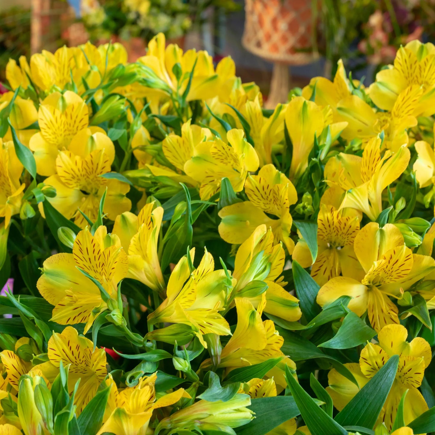 Yellow Alstroemeria