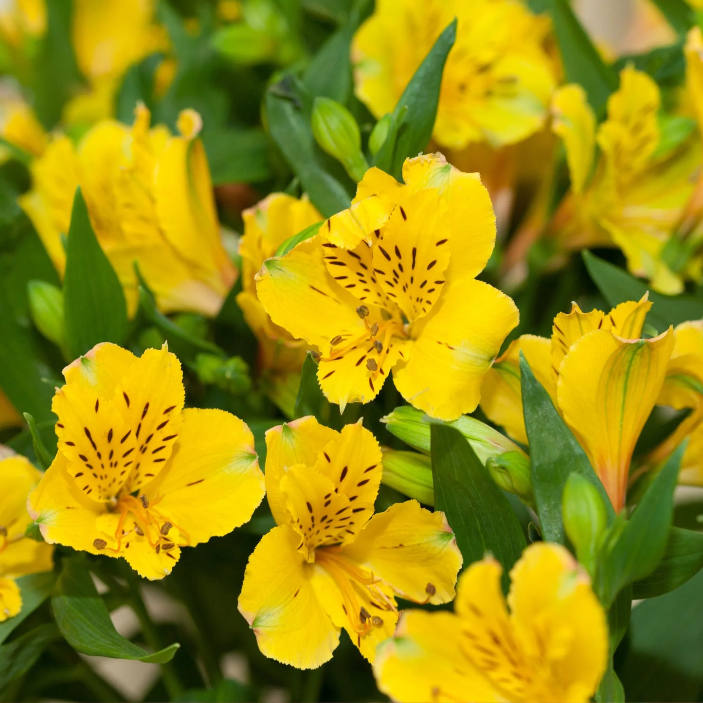 Yellow Alstroemeria