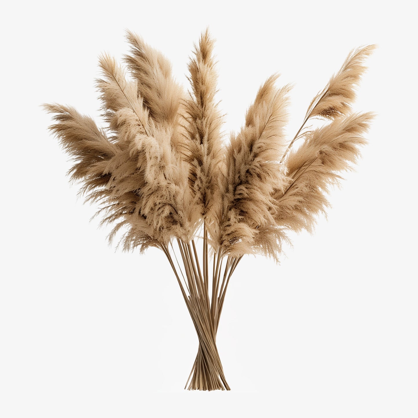 Pampas Grass