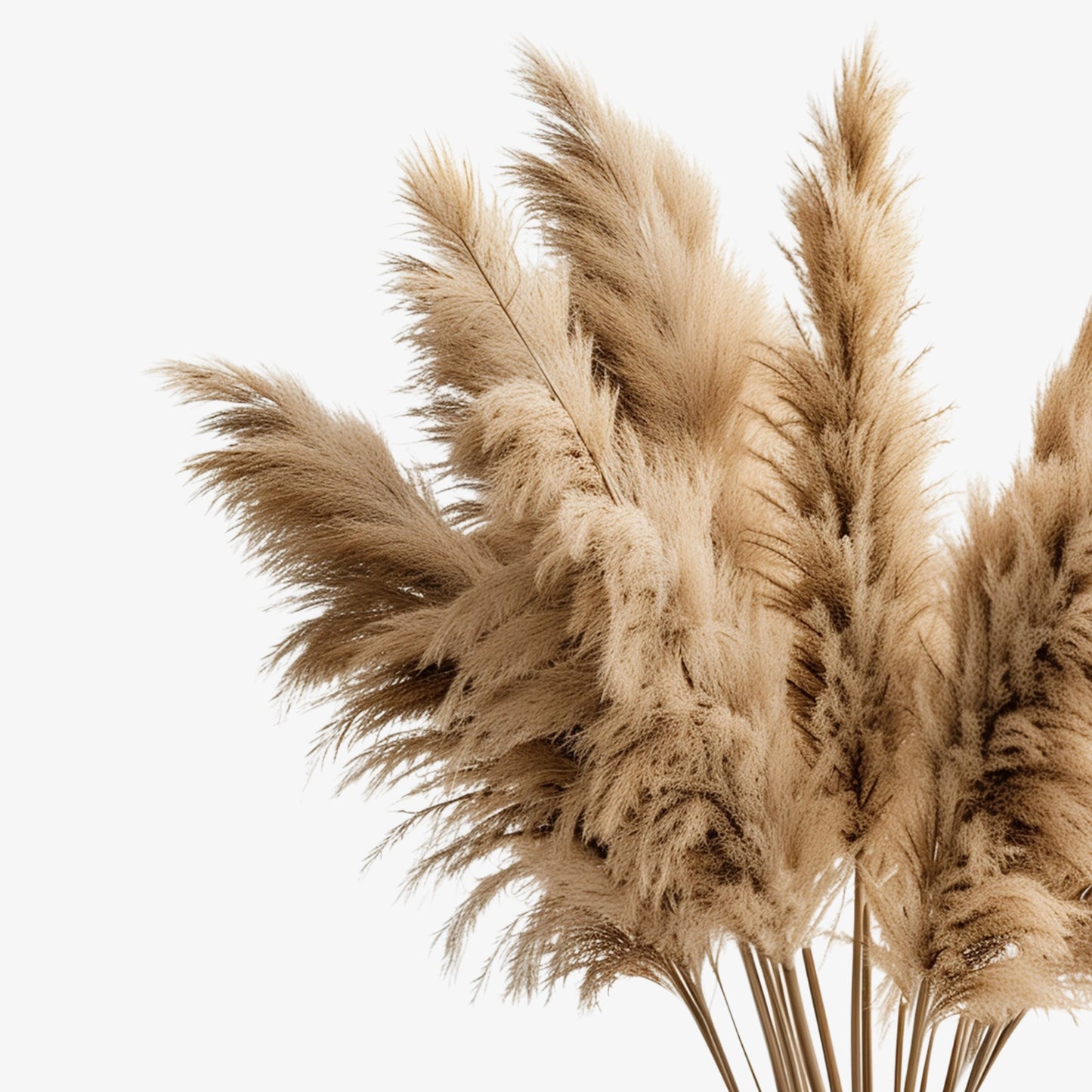 Pampas Grass