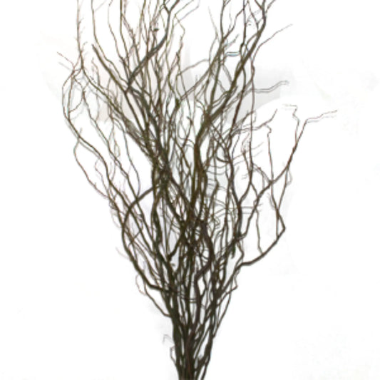 Curly Willow Branches