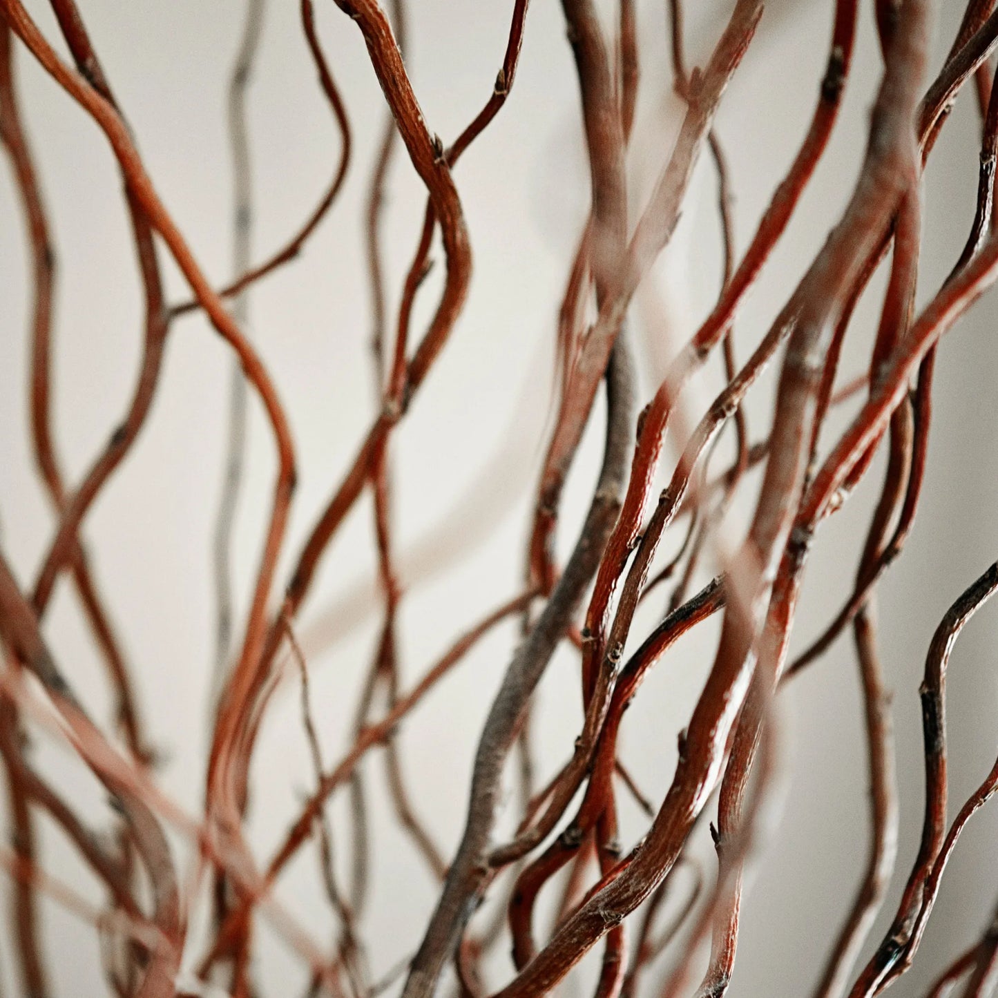 Curly Willow Branches