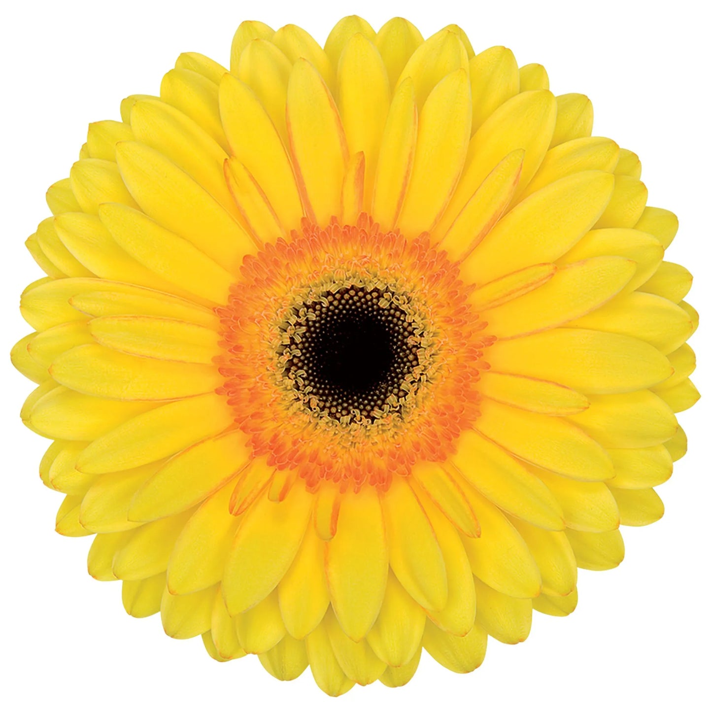 Yellow Gerbera Daisies