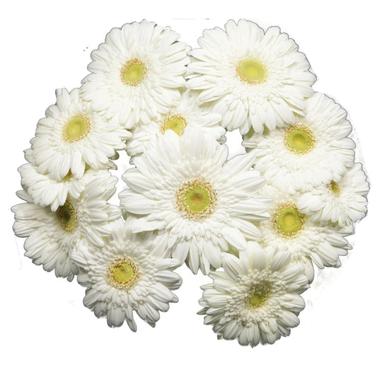 White Gerbera Daisies