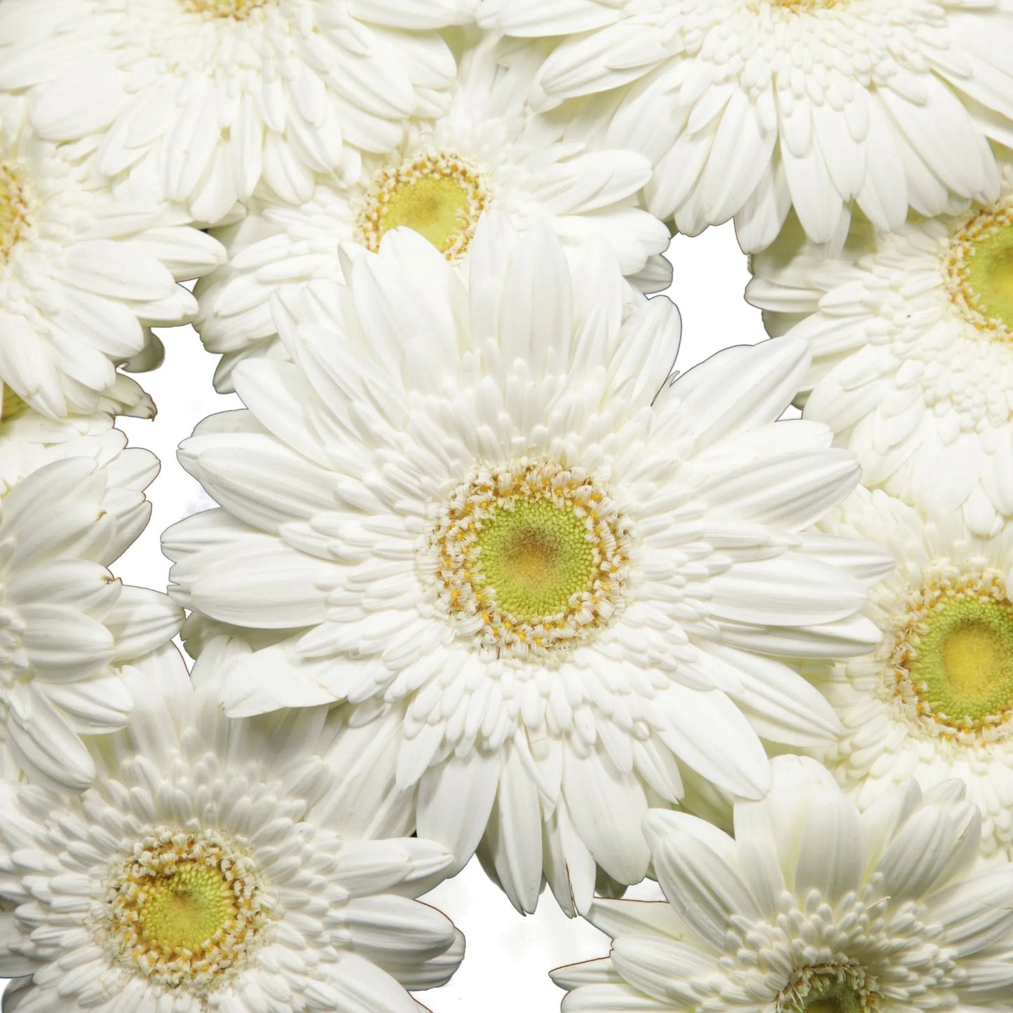 White Gerbera Daisies