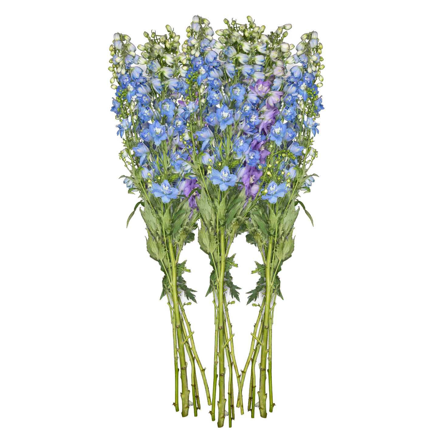 Blue Delphinium - Light Blue