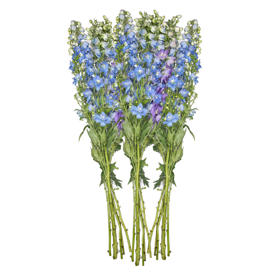 Blue Delphinium - Light Blue