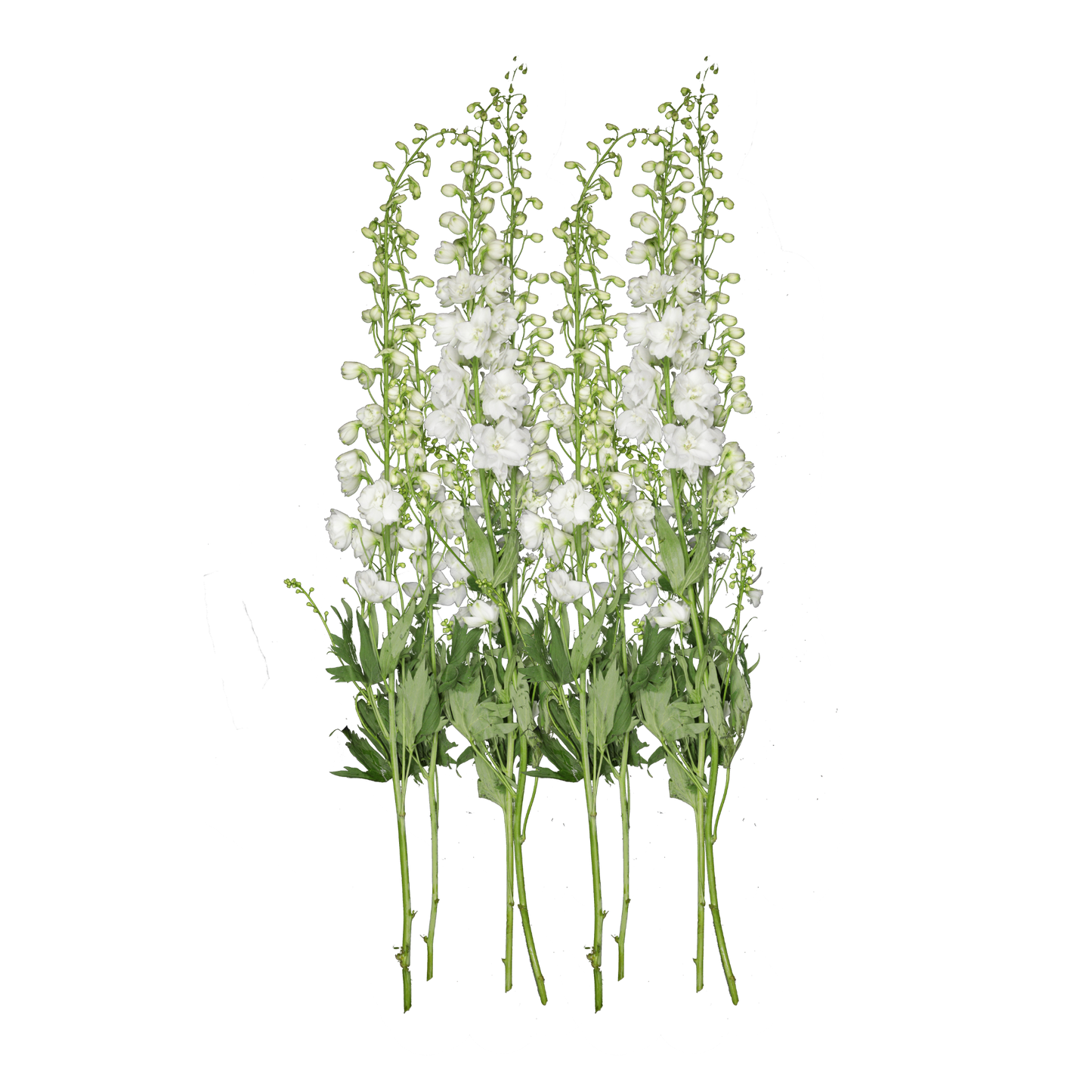 White Delphinium